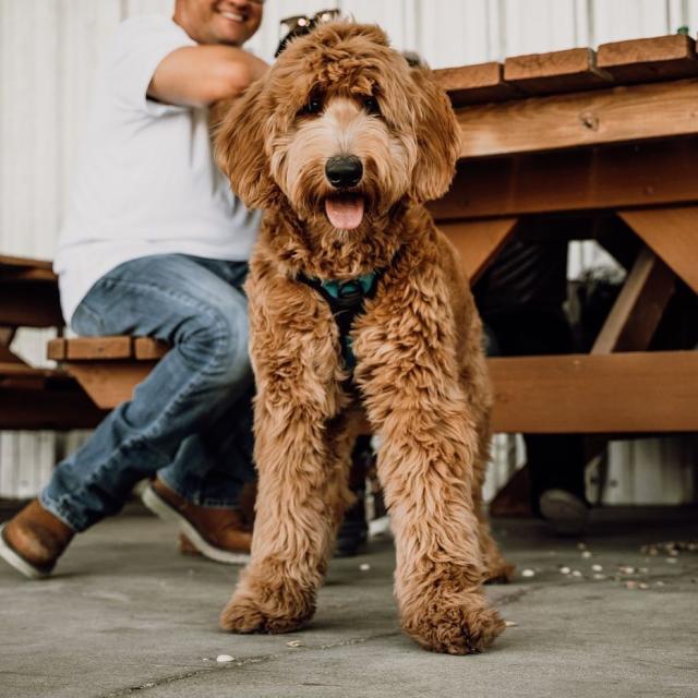 Don’t let your best friend miss out on all the fun that goes on at Revolver Brewery! Here at Revolver our pets are our family, which is why our brewery is very dog-friendly. So come on out this weekend for another Saturday Revolver Event. We’ve got Lucas Cote hitting the stage for live music all day, and bites by Rita’s Tacos. 

See y’all this weekend — gates open at 11 AM 🍻